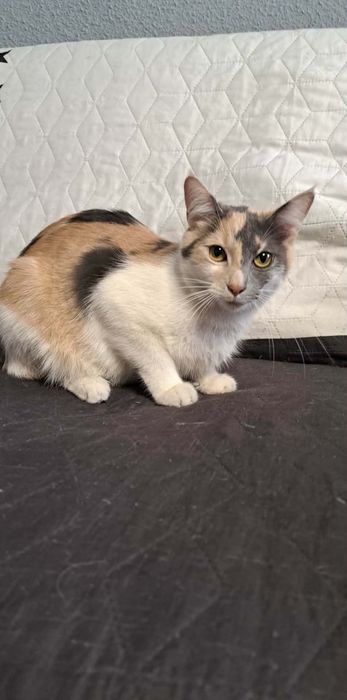 Kot kotek kotka do adopcji