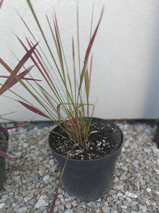 Red baron imperata cylindryczna