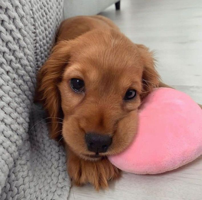 Руді цуценята англійського кокер-спанієля, 2 місяці – чекають на нову