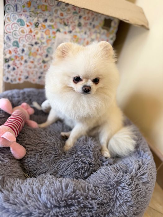 Вʼязка Померанський Шпіц ( хлопчик міні 1.9 кг)