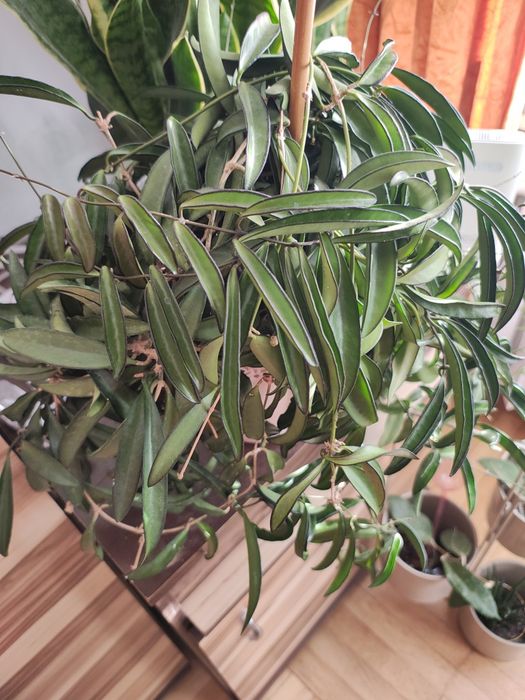Hoya wayetti cięta sadzonka