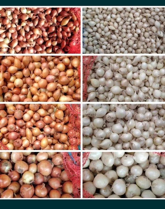 Продам лук- севок