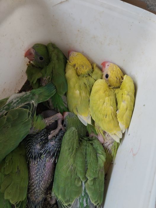 Ring necks para criar á mão