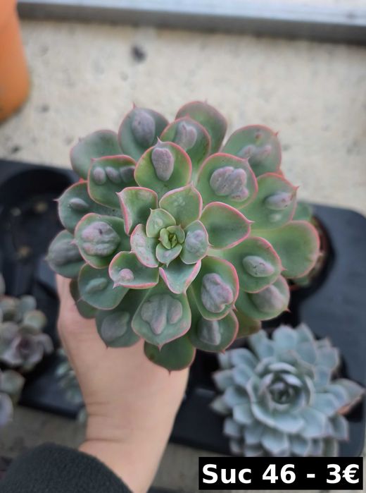 Suculentas lindas: echeverias, aeonium, variegata etc