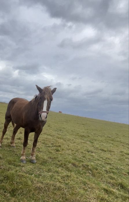 Продається молода кобила 3,5 роки