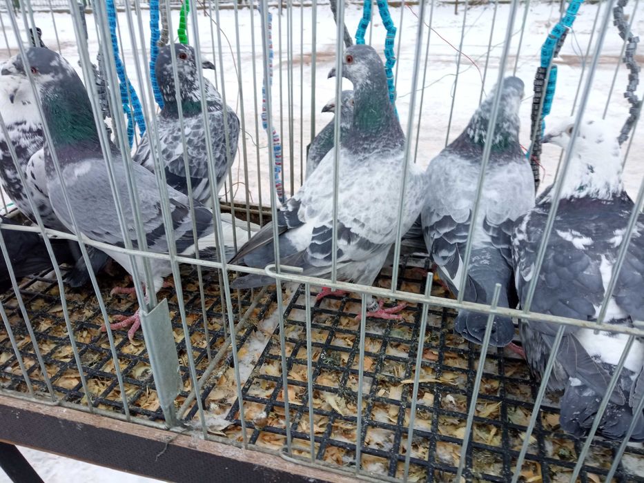 Sprzedam gołębie obrączkowane.