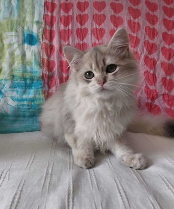 Шотландский длинношерстный котик в окрасе голубое золото ау1