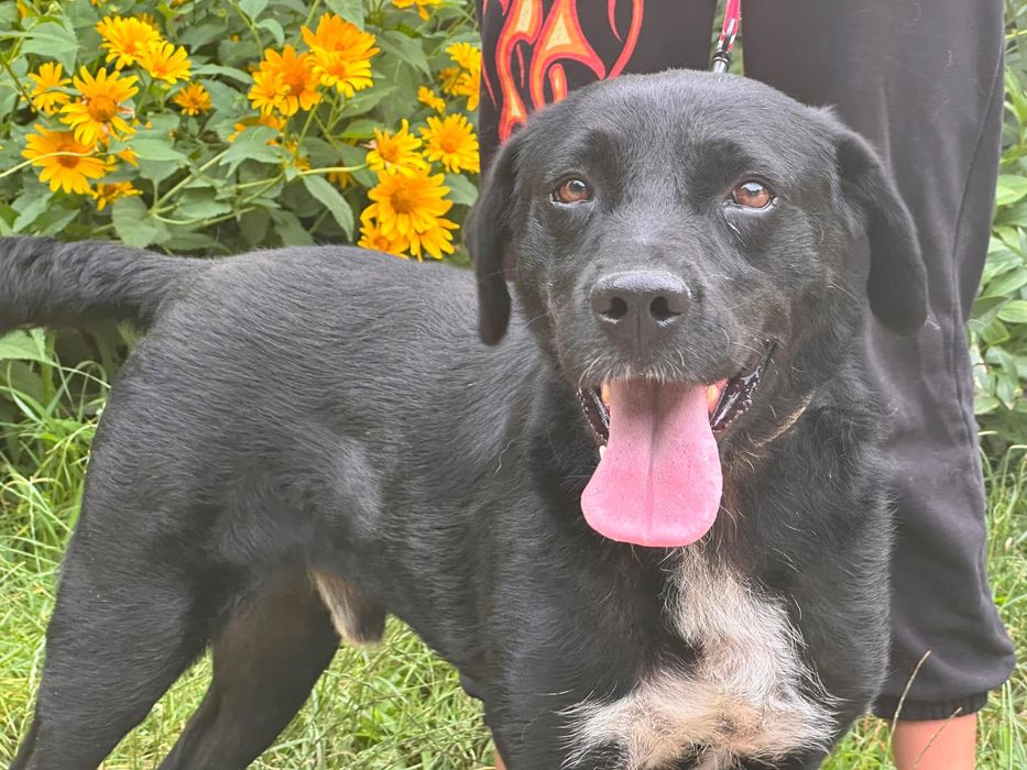 Niezwykly pies Orlando do adopcji!