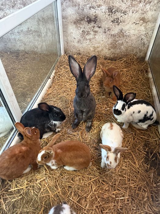 Króliki mięsne rasa srednia