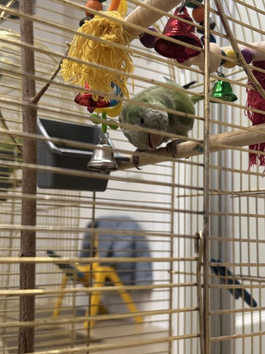 Клетка с птичкой