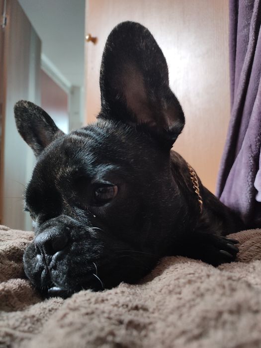 Продам в хорошие руки