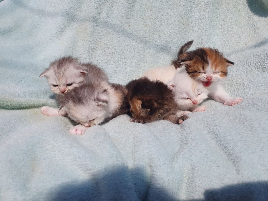 Шатланск е котята ,