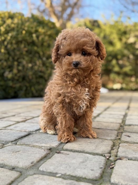 Кукольная девочка мальтипу ф2 в Киеве