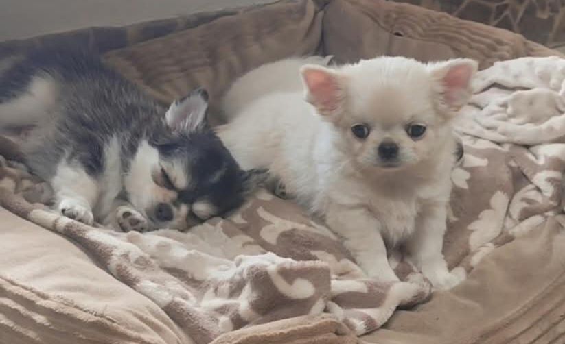 Chihuahua malutka laleczka suczka ZKWP FCI