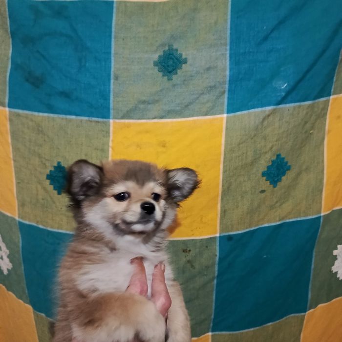 Девочка шпіц оранж