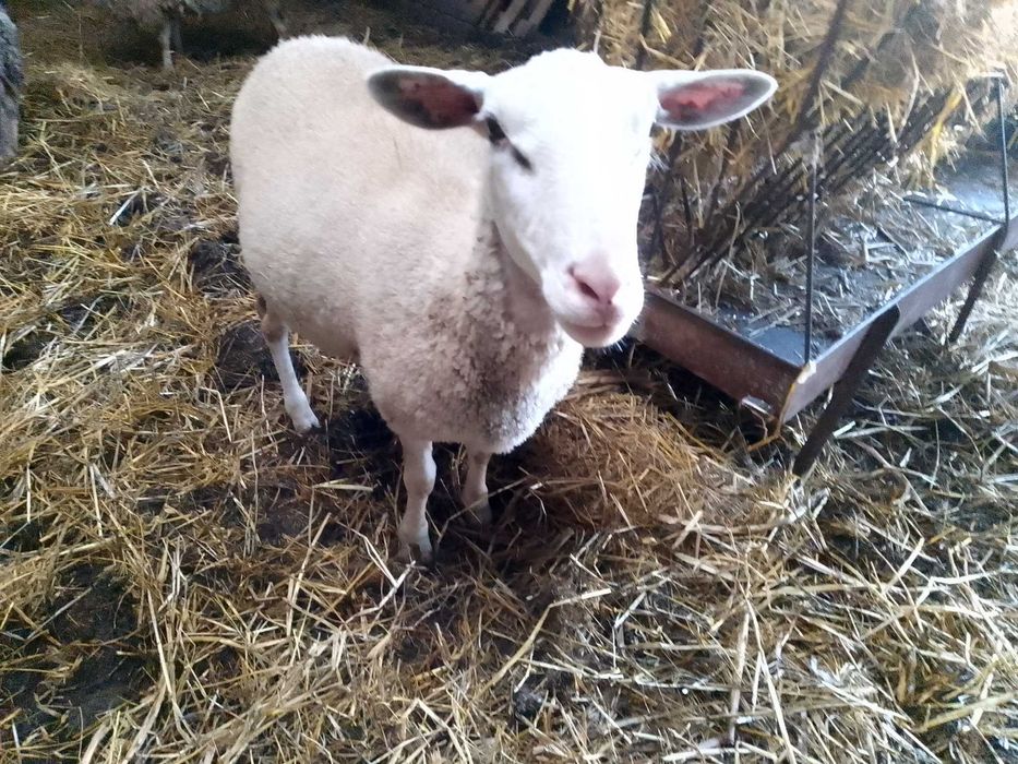 Borregos Inra 401 machos e fêmeas