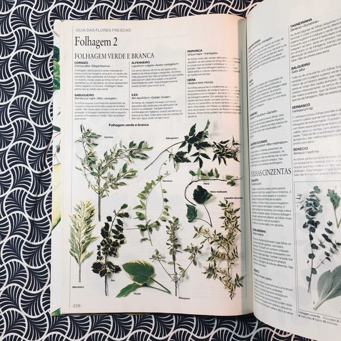 O Jardim em Casa: Plantas de Interior