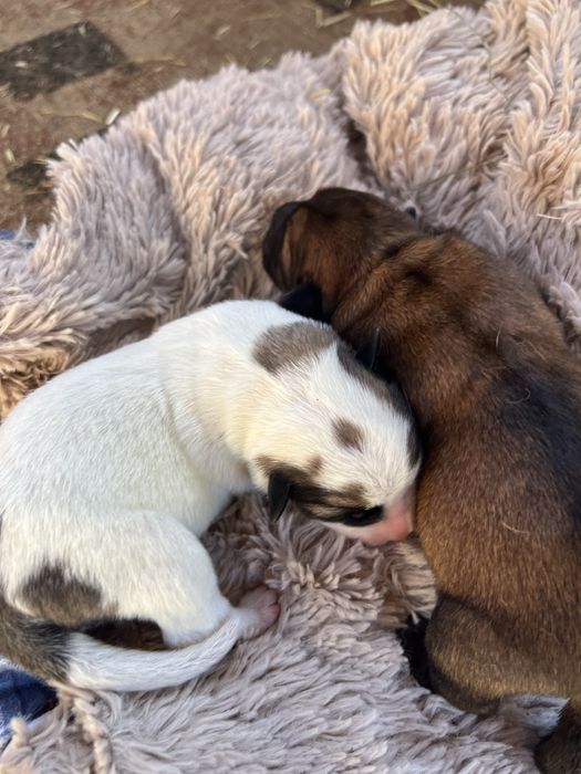 відам песиків проди Шарпей  в добрі рукі