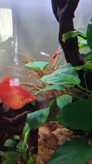 Guppy's Juvenis (Aquário Particular)