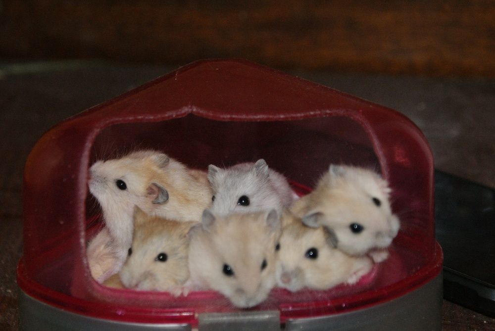 Завжди!!!джунгарики,клітки.