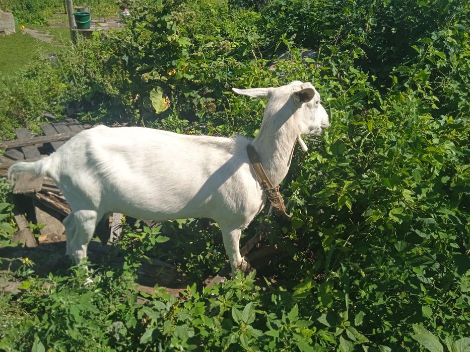 Продаєца коза 2 рок