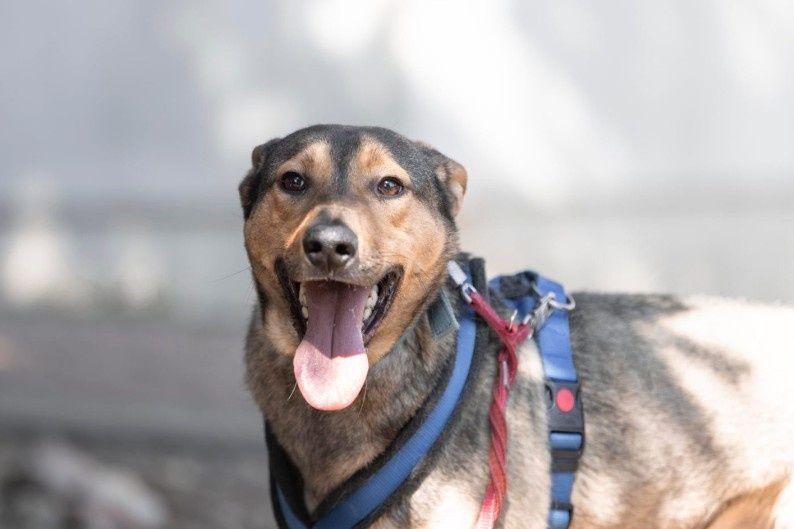 Pandek szuka bezpiecznego domu