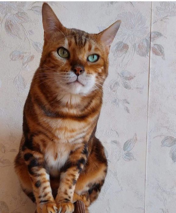 Котятки бенгалятки в любимци.Срочно