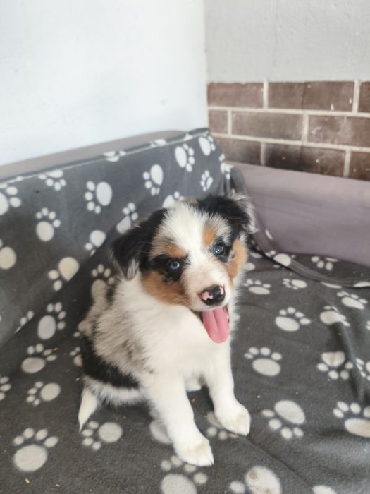 Suczka border collie blue merle z Red melre