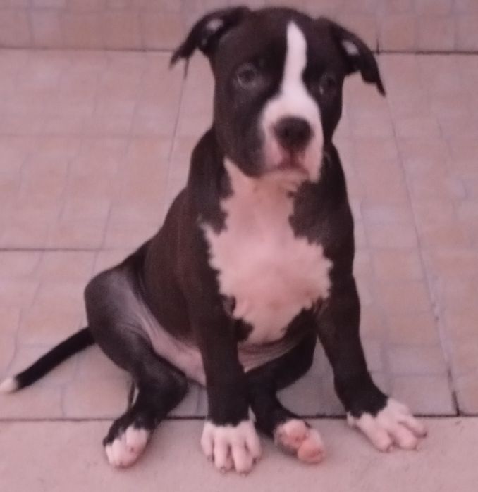 American Staffordshire Terrier