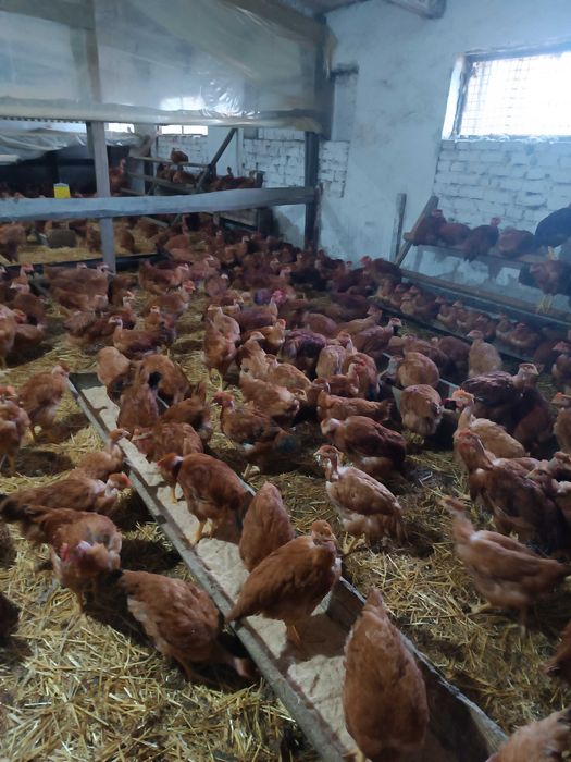 Молоді півники Голошейки