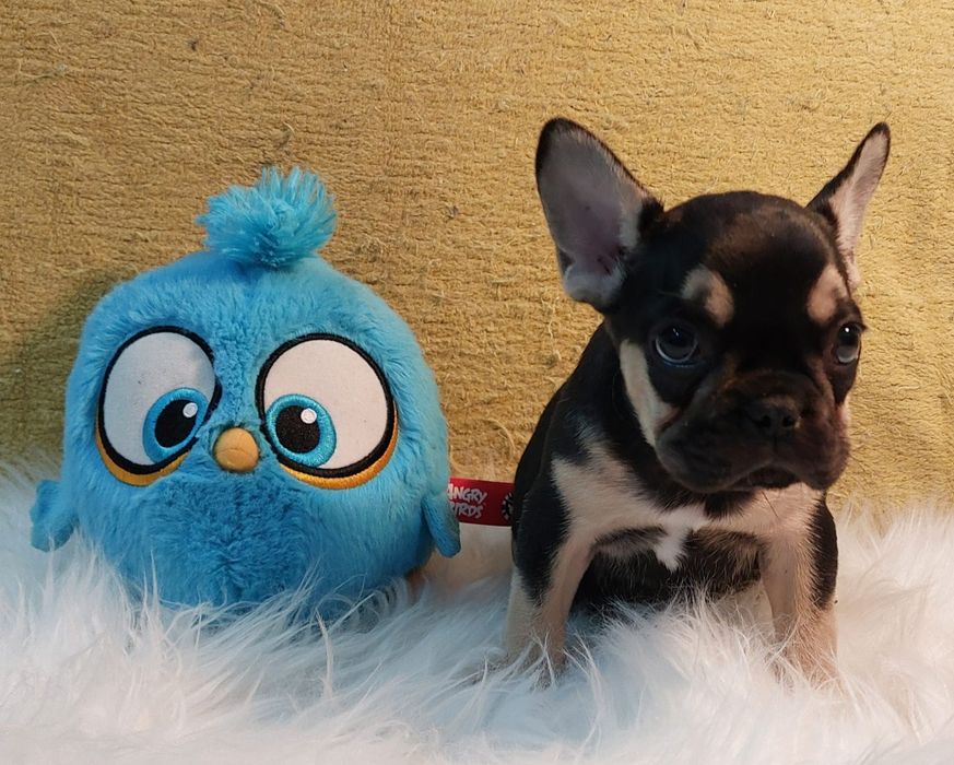 Bulldog Francês Black Tan Macho