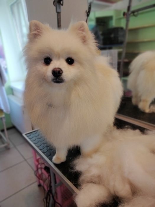 Вычесывание шпицов)) экспресс -линька