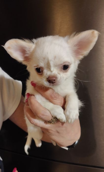 Malutka XXS(650g) długowłosa biała suczka chihuahua