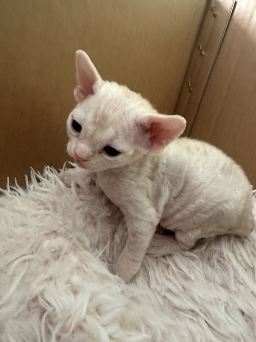 Девон рекс бронь