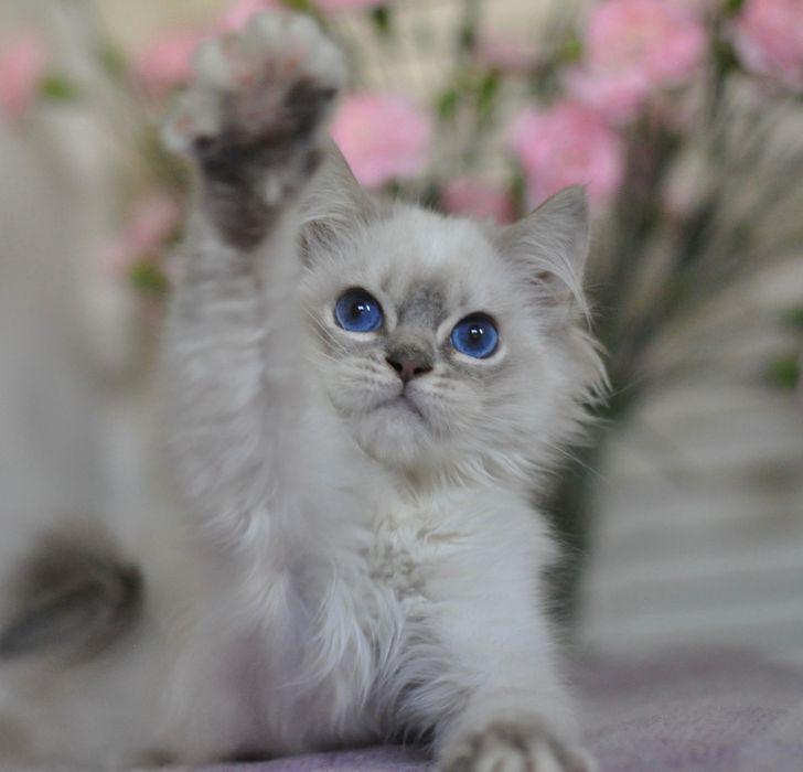 Koteczka ragdoll blue mitted tabby
