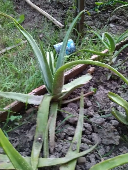 продаю алоє вера