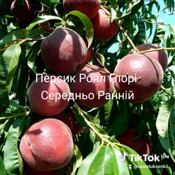 Продам саджанці плодових дерев Персики Абрикоси черешні сливи вишні є