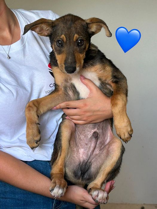 Cães bebés para adoção responsável