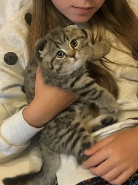 Вязка котов кошек котик кот на шотландского вислоухого кота: 1 000 грн ...