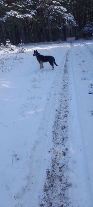 Відам джека у надійні руки буде надійним другом