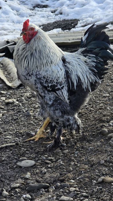 Півень Брама 8 місяців