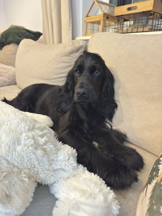 LUSIA Cocker Spaniel Angielski suczka REZERWACJA