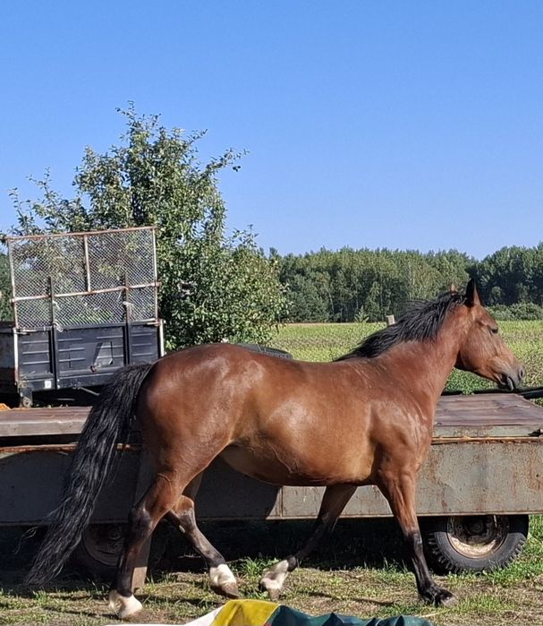 5 letnia klacz typ pogrubiony