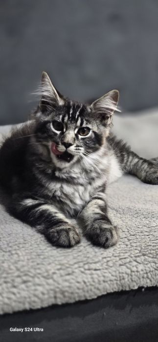 Maine Coon Nad Stawami