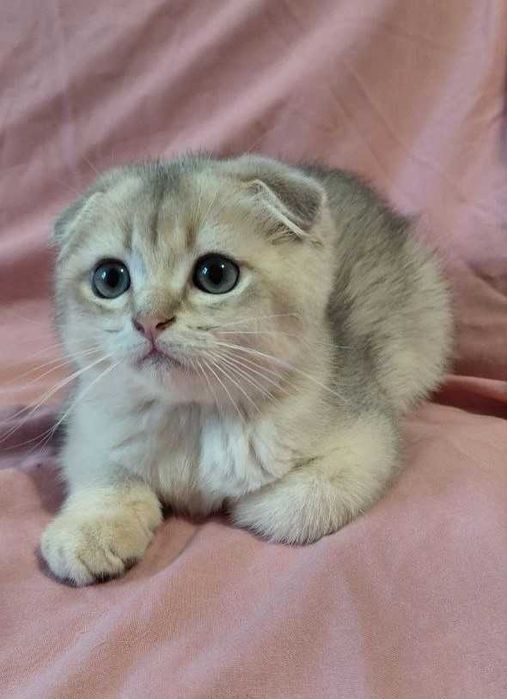 Шотландский вислоухий котик в окрасе голубое золото ау11