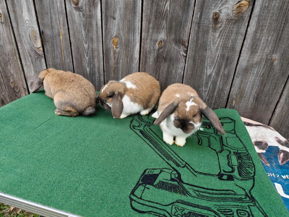 Barany Karzełki Madagaskarowe