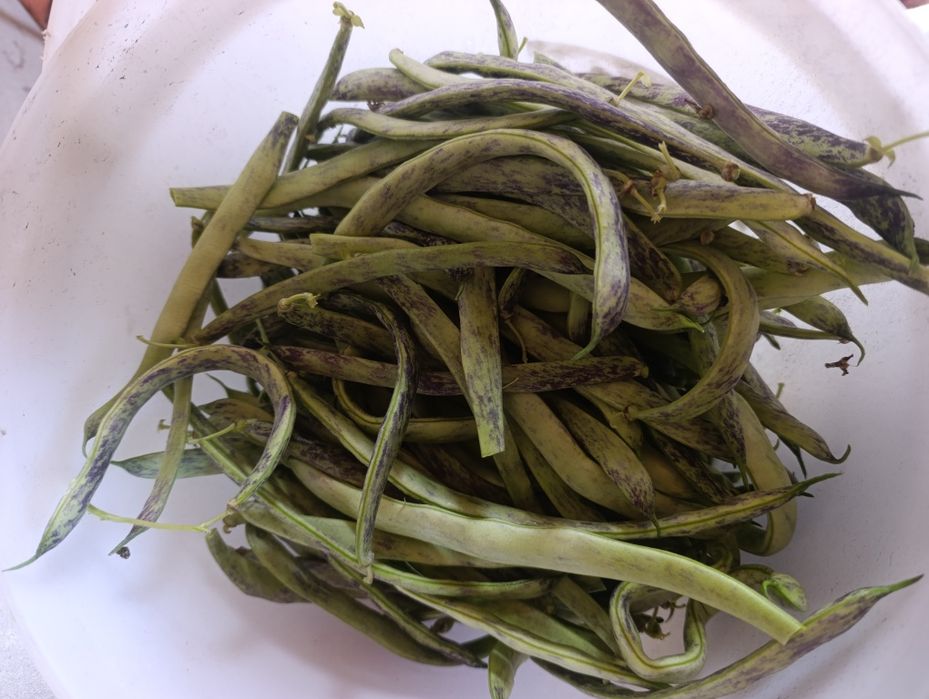 Vendo Feijão verde