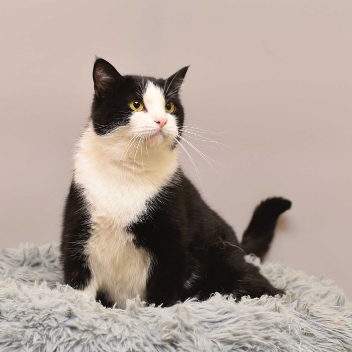 Отдам в добрые руки херсонского кота Валли