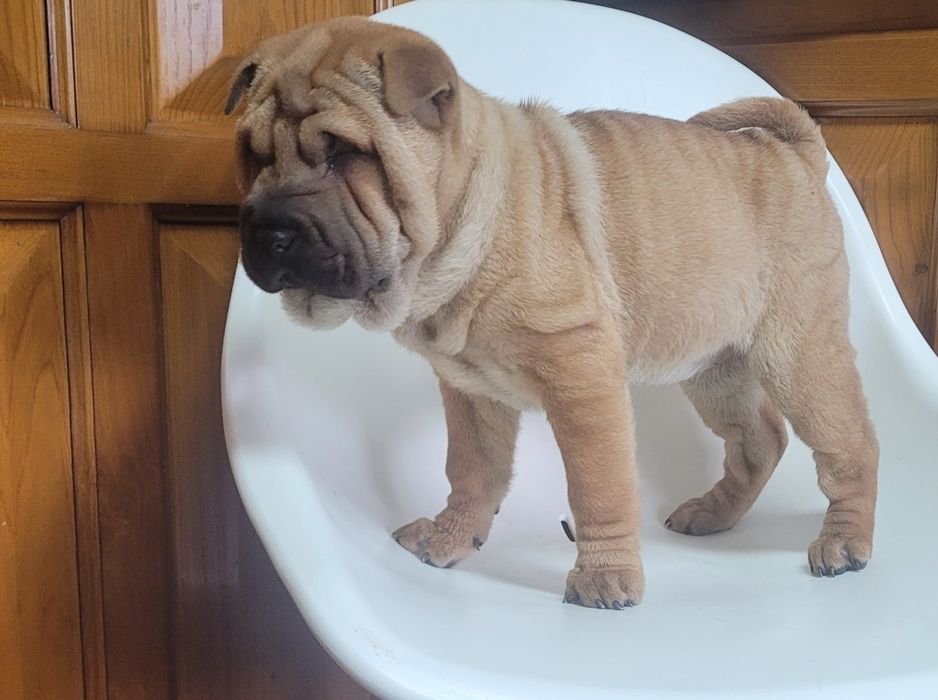 Sharpei femea 2 meses