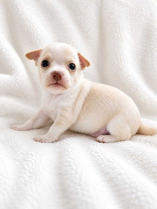 Menino chihuahua miniatura
